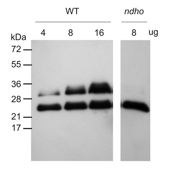 Western blot using anti-NdhS antibodies
